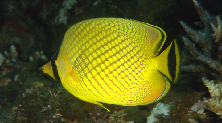 Raffle's Latticed Butterflyfish Size: L 4" to 5"