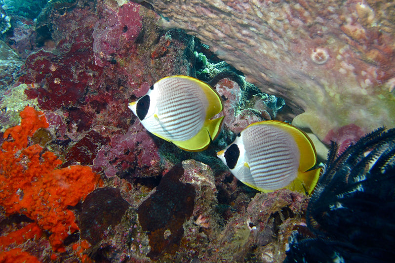 Philippine Panda Butterflyfish Size: M 3" to 4"