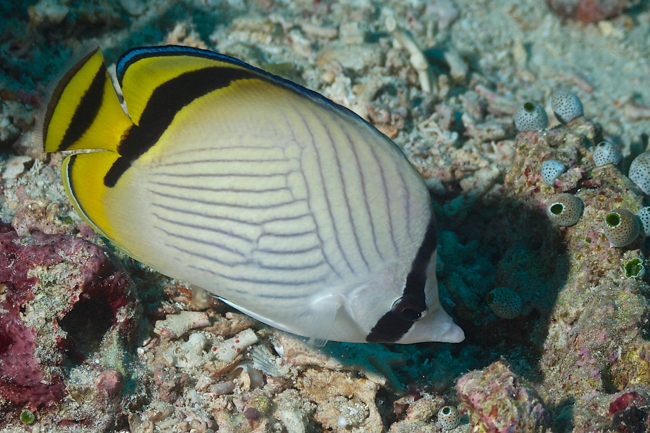 Vagabond Butterflyfish - Violet Sea Fish and Coral