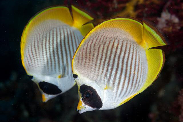 Philippine Panda Butterflyfish Size: M 3" to 4"