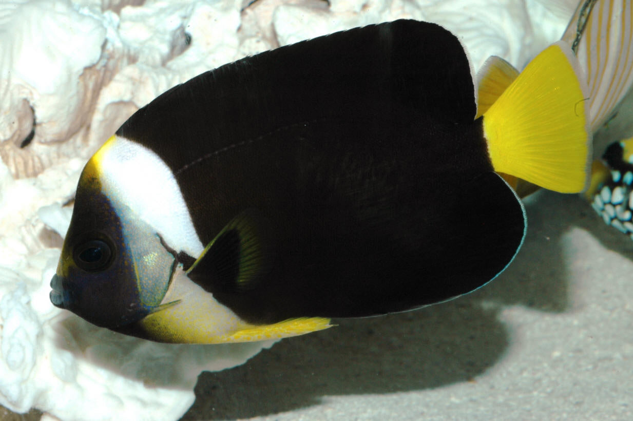 Personifer Angelfish Australia (Female) Size: XL 4" to 6" - Violet Aquarium 