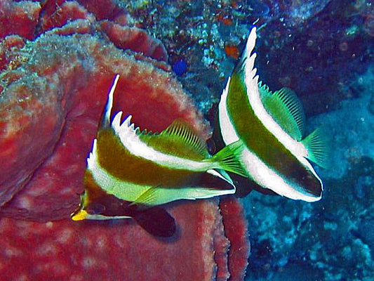 Threeband Pennant Butterflyfish Size M: 2" to 3"