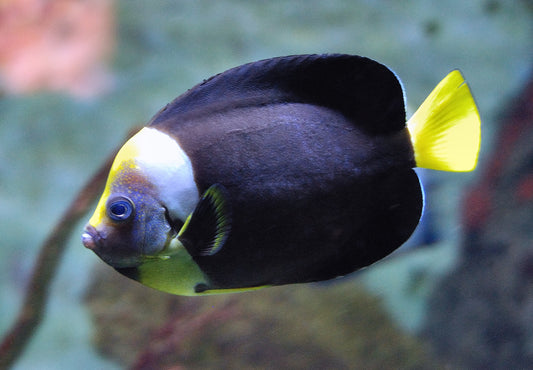 Personifer Angelfish Australia (Female) Size: XL 4" to 6" - Violet Aquarium 