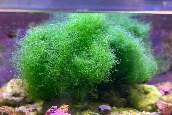 Chaetomorpha Macro Algae/ Pods/ Copepods Size: Very Big Ball/Bunch