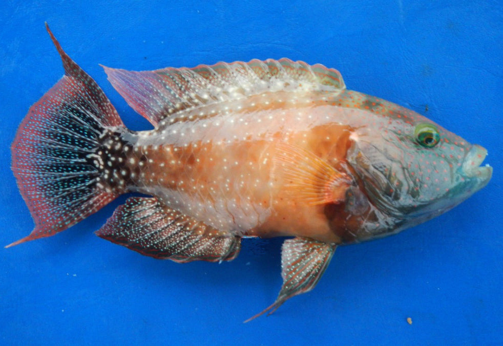 Floral Wrasse Size: XL 5" to 6"