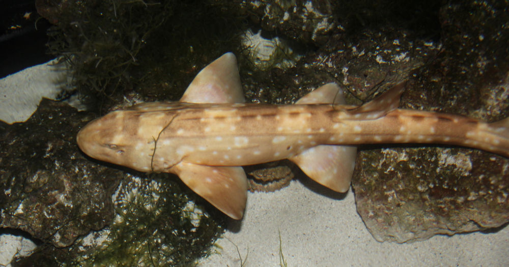 Baby White Spotted Cat Shark Size: S 6" to 9"