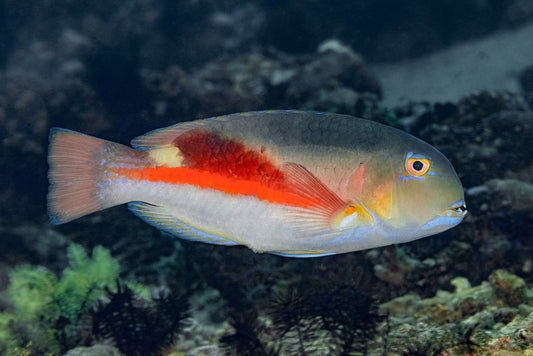 Rare Purple Eyebrow Tuskfish (Sumatra Strong Color) Size: XXXL/SHOW 8" and Above - Violet Aquarium 
