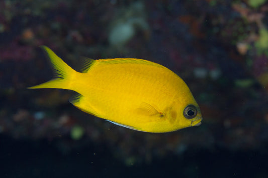 Golden Chromis