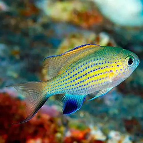 Vanderbilt's Chromis