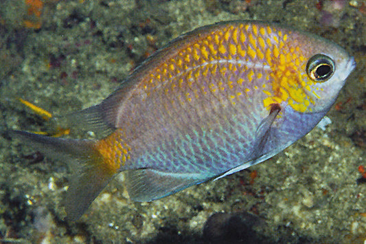 Yellow Speckle Chromis Size: M 1" to 2"