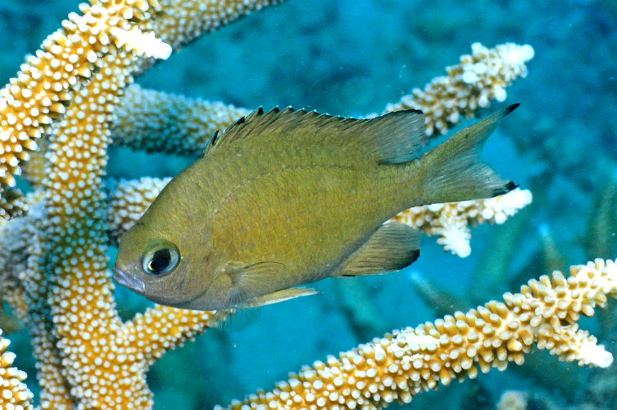 Scaly Chromis