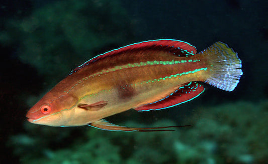 Temminckii Fairy Wrasse - Violet Sea Fish and Coral