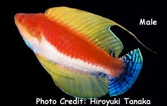 Whipfin Fairy Wrasse (Sumatra Bright Colors) Size: M 1.5" to 2" - Violet Aquarium 