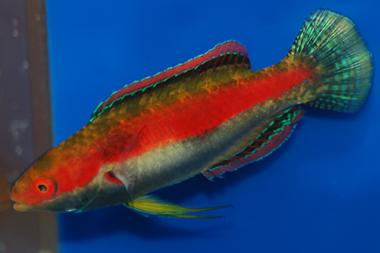 Katherine's Fairy Wrasse - Violet Sea Fish and Coral