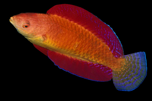 Red Parrot Fairy Wrasse Size: XL 1.75" to 2"
