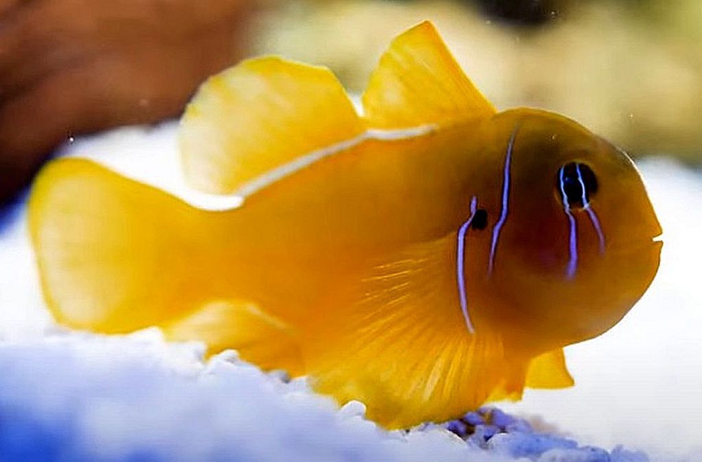 Poisson's Citron Goby (Maldives: Significantly Larger than Yellow Clown Goby) Size: S 1" to 1.25" - Violet Aquarium 