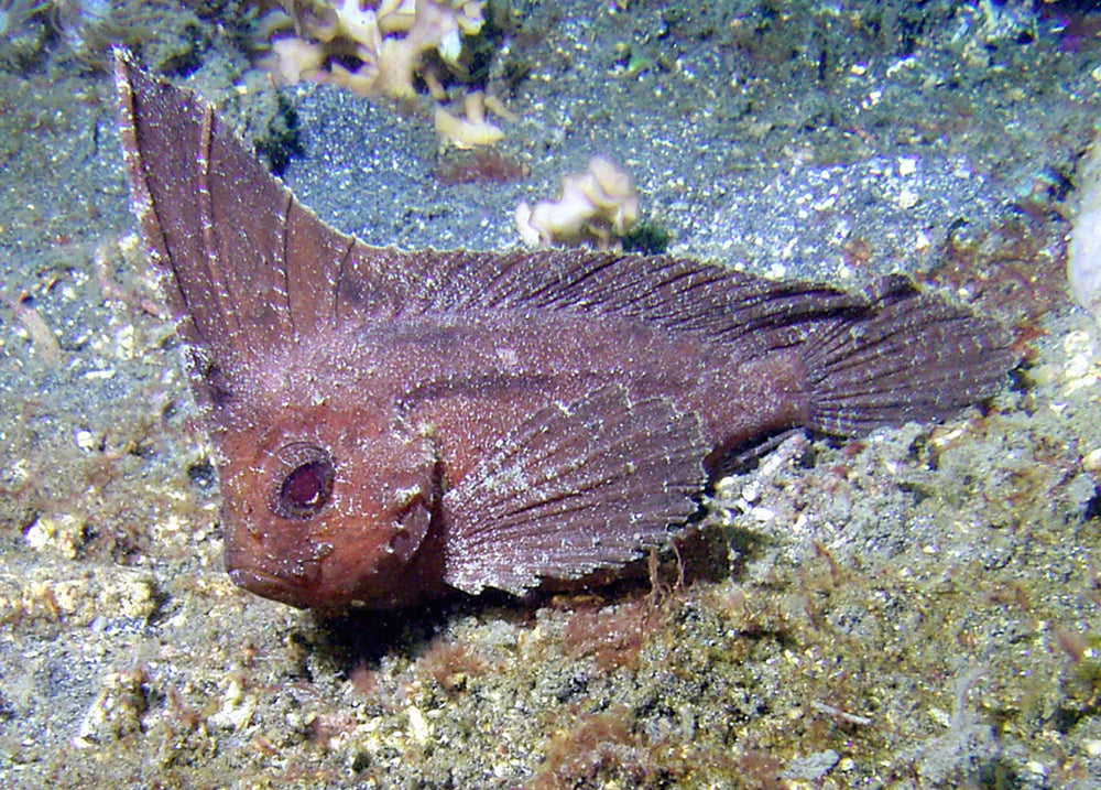 Cockatoo Waspfish Size: M 2" to 3" - Violet Aquarium 