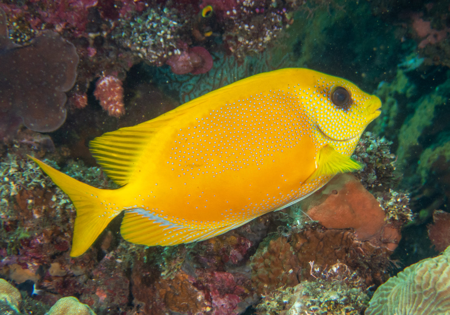 Blue Spotted Golden Rabbitfish Size : M 3" to 4"