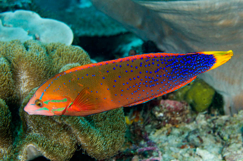 African Red Clown Coris Wrasse Adult Size: M 4" to 5"