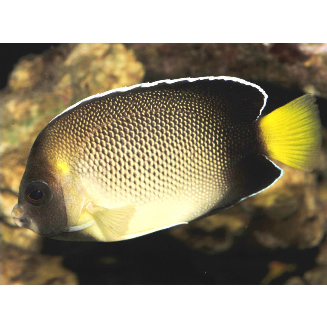 Cream Angelfish - Violet Aquarium