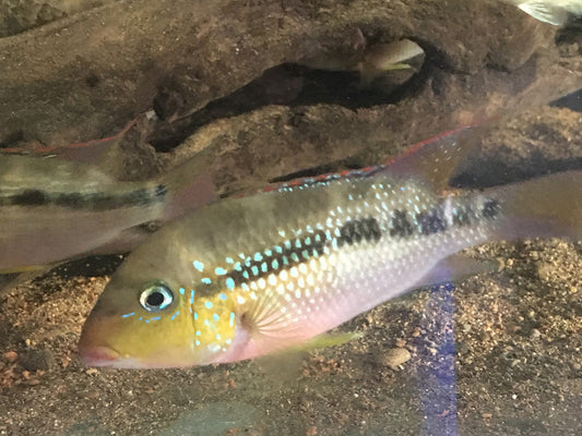 Pastel Cichlid