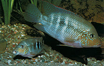 Pastel Cichlid