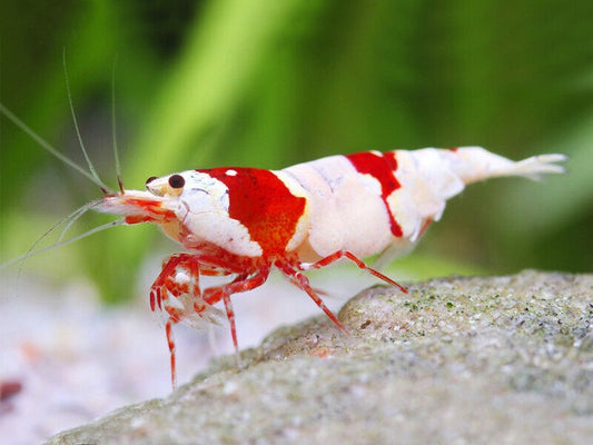 Crystal Shrimp (Red and Black A GRADE)
