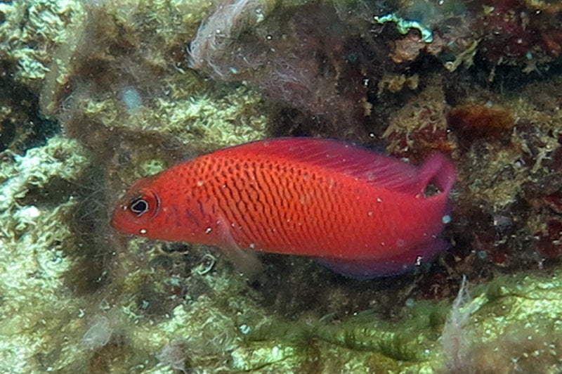 Rare Oblique Lined Dottyback