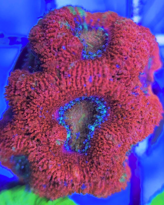 Aussie Acan Lordhowensis AAL031302 WYSIWYG
