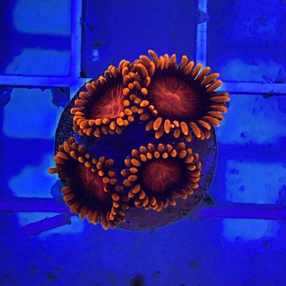 Orange Bam Bam Zoanthid (Aquacultured) - Violet Aquarium 
