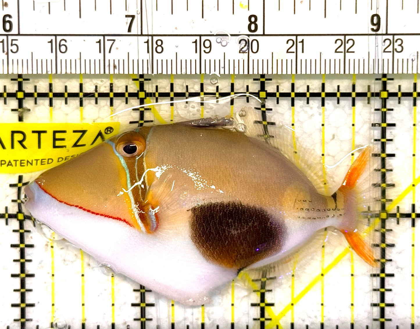Bursa Triggerfish BT033101 WYSIWYG Size: ML 3" approx