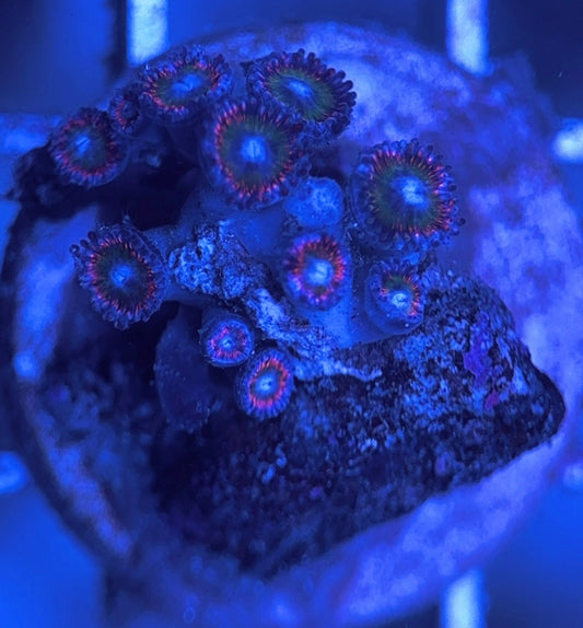 Aquacultured Zoanthids/Playthoa AZP031603 WYSIWYG