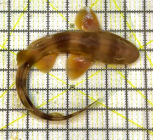 Grey Bamboo Shark GBS032703 WYSIWYG Size: SHOW /XXL 13" approx