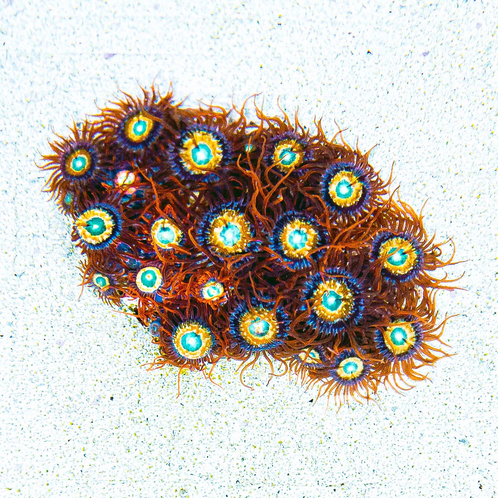 Shatterfield Zoanthid Size: L 1" to 3" Approx