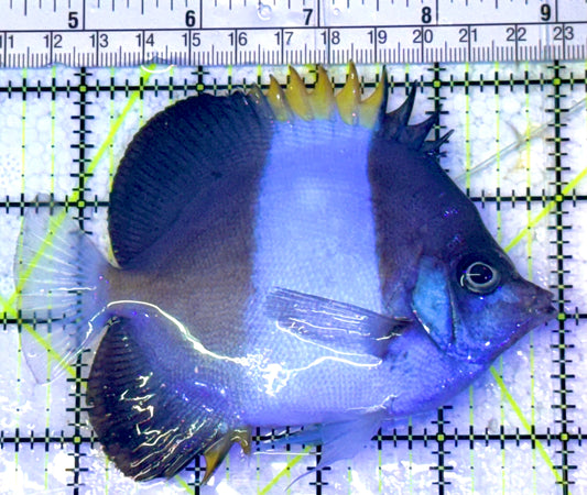 Black Zoster Butterflyfish BZB031704 WYSIWYG Size : L 4.5" approx