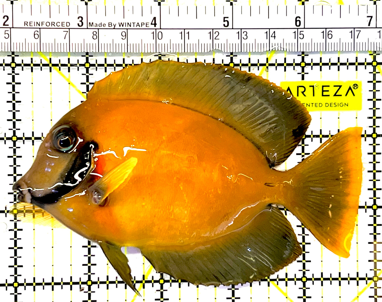 Yellow Mimic Tang (Chocolate Tang When it is Adult) YMT032001 WYSIWYG Size: L 4.75" approx