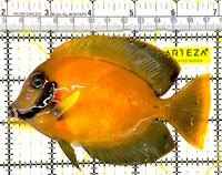 Chocolate Tang (Yellow Mimic when Juvenile) CT032701 WYSIWYG Size: ML 4.75" approx