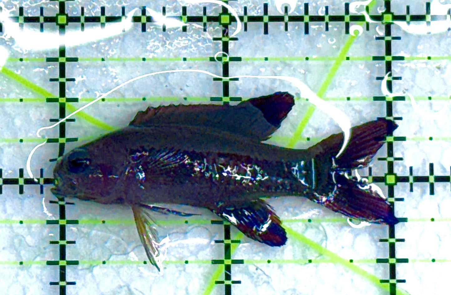 Randall's Assessor Basslet RAB040102 WYSIWYG Size: S 2" approx