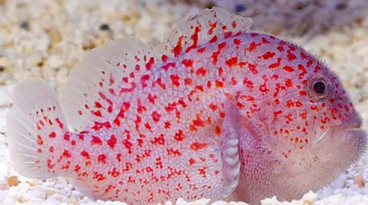 Madagascar Gumdrop Coral Croucher Goby