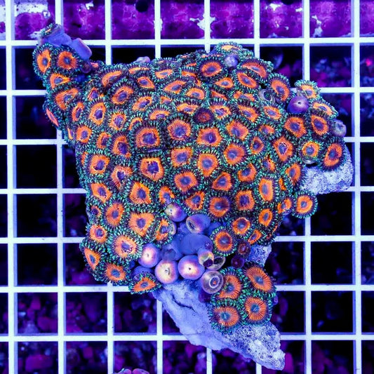Ultra Aussie Big Pink Gold Palythoa Mother Colony UABPGPMC022713 WYSIWYG