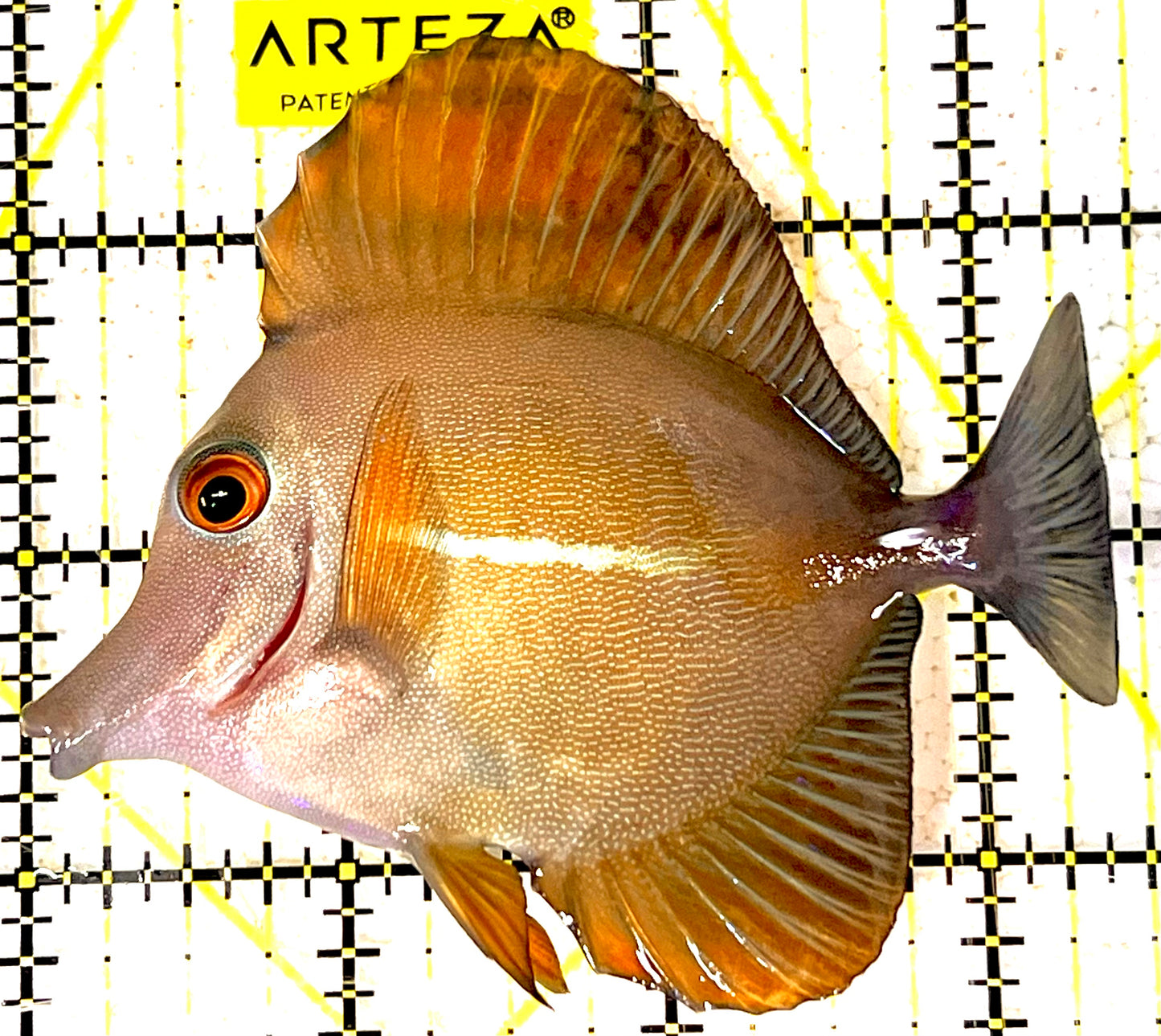 Scopas Tang ST031803 WYSIWYG Size: M 3.5" approx