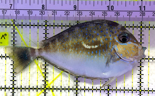 Vlamingi Unicorn Tang VUT033101 WYSIWYG Size: ML 4.5" approx