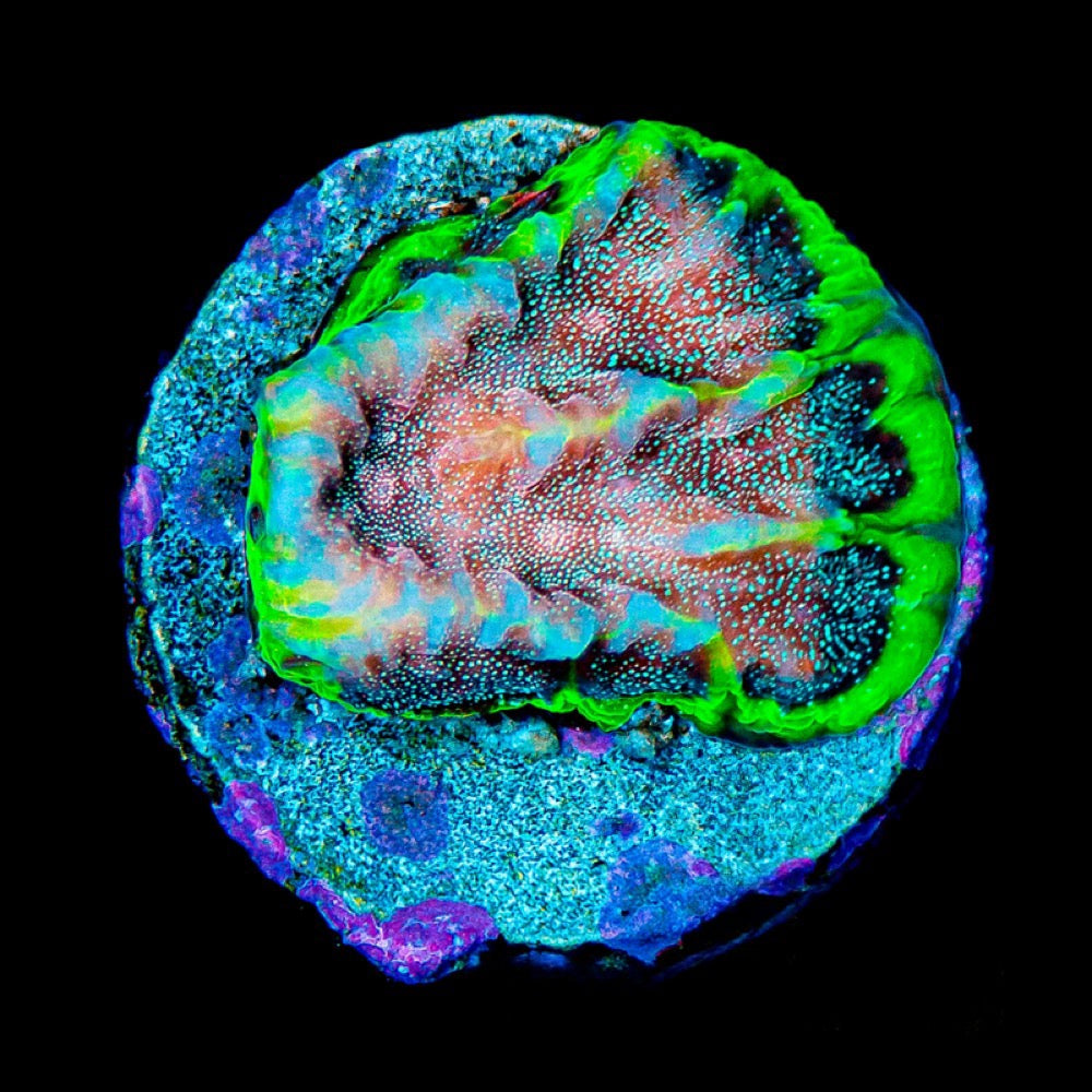 Wave Runner Favites (Aquacultured) Size: M 0.5" to 0.75" Approx Frag