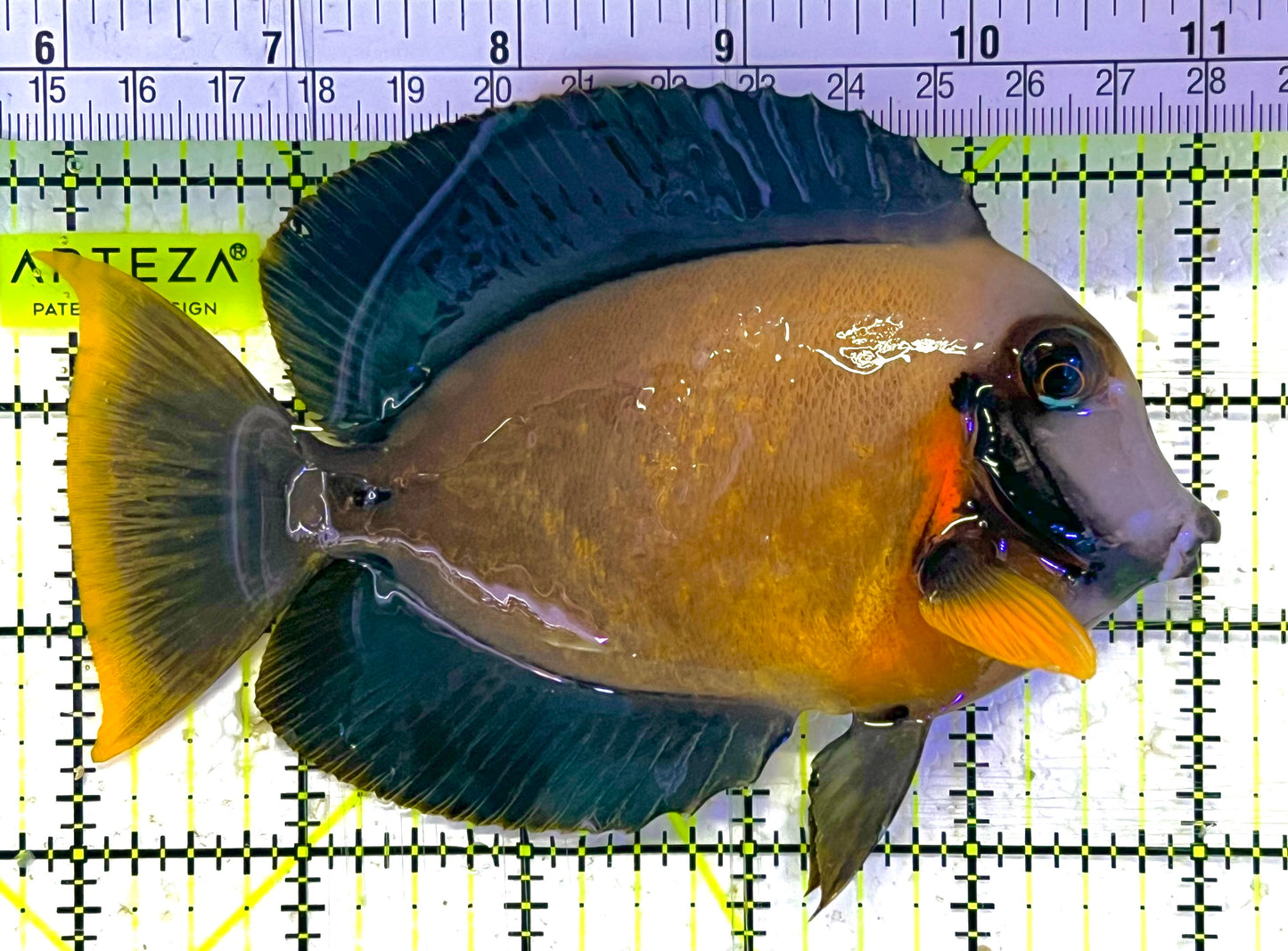 Chocolate Tang (Yellow Mimic when Juvenile) CT033101 WYSIWYG Size: L 5" approx