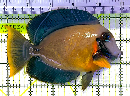 Chocolate Tang (Yellow Mimic when Juvenile) CT033101 WYSIWYG Size: L 5" approx