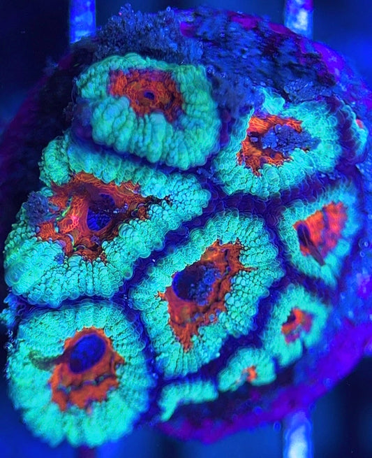 Aussie Acan Lordhowensis AAL031306 WYSIWYG