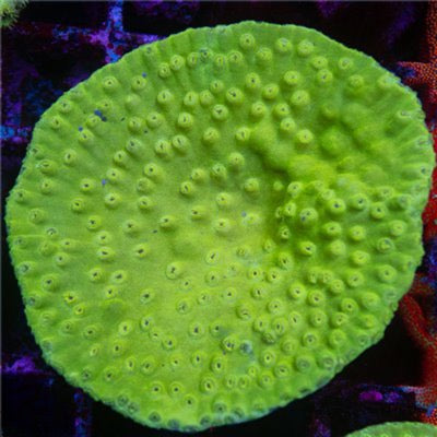 Aussie Pagoda Cup Coral Mother Colony APCCMC101301 WYSIWYG