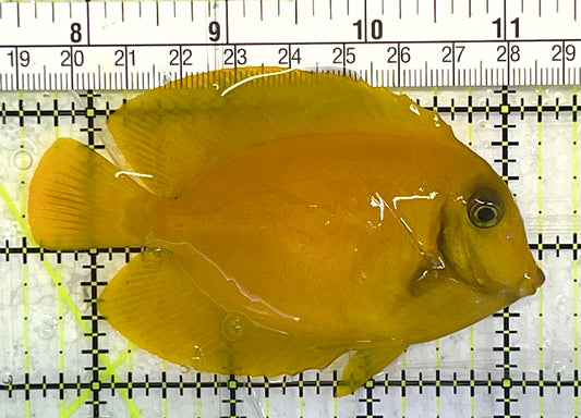 Yellow Mimic Tang (Chocolate Tang When it is Adult) YMT033102 WYSIWYG Size: M 3.5" approx