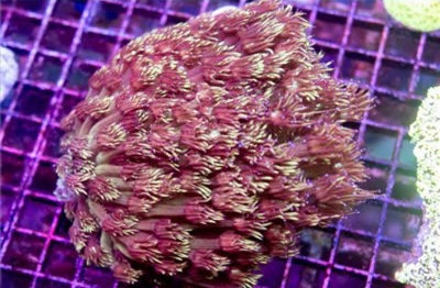 Indo Multicolor Goniopora Mother Colony IMGMC101301 WYSIWYG