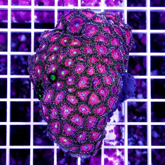 Ultra Aussie Big Pink Gold Palythoa Mother Colony UABPGPMC022707 WYSIWYG